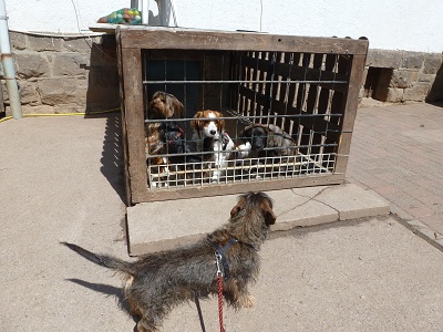 Hunde