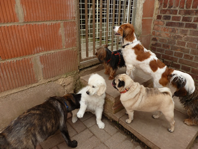 Hunde