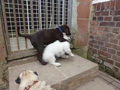 Hunde
