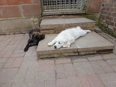 Hunde