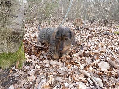 Filou